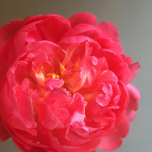 Load image into Gallery viewer, coral charm pink peony flower subscription