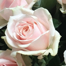 Load image into Gallery viewer, single rose for valentines day from bits an buds florist leighton buzzard