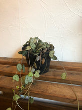 Load image into Gallery viewer, Ceropegia Woodii - String of Hearts
