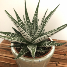 Load image into Gallery viewer, Haworthia succulent
