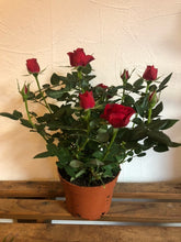 Load image into Gallery viewer, Red Spray Rose Plant
