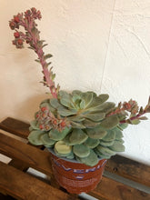 Load image into Gallery viewer, Echeveria
