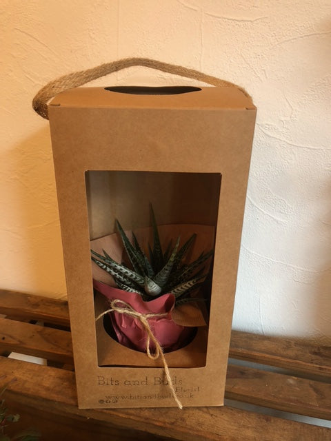 Haworthia Fasciata ( Zebra Cactus) in Gift Box